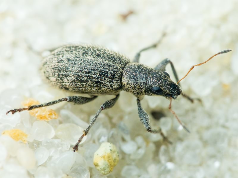 Polydrusus (Eurodrusus) inustus Germar, 1824